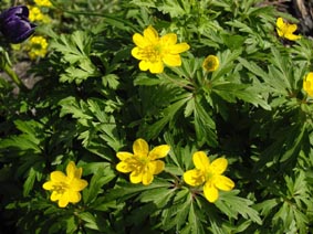 Anemone ranunculoides